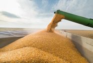 اجرای طرح کشت قراردادی گندم و دانه های روغنی در استان زنجان