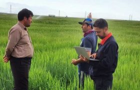 افزایش مراکز ثبت کشت قراردادی گندم و دانه های روغنی در زنجان 