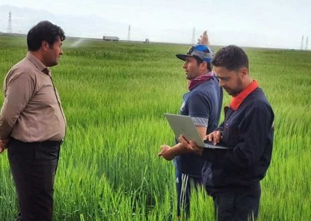 افزایش مراکز ثبت کشت قراردادی گندم و دانه های روغنی در زنجان 