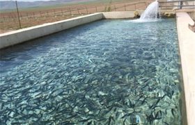 اشتغال بیش از ۳ هزار نفر در واحدهای پرورش ماهی