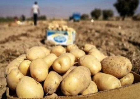صادرات سیب‌زمینی از خدابنده به کشورهای همسایه