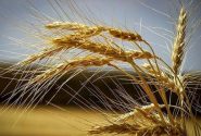 پیش‌بینی تولید مطلوب گندم در زنجان