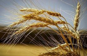 پیش‌بینی تولید مطلوب گندم در زنجان