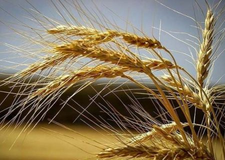 پیش‌بینی تولید مطلوب گندم در زنجان